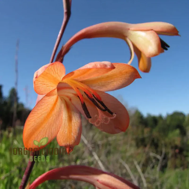 Watsonia Meriana Var Bulbillifera Seeds - Premium Quality for Planting Success