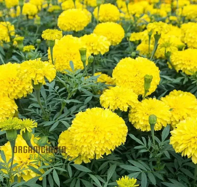 Yellow Summer Flower Mix Seeds for Planting and Gardening | Vibrant Blooms for Your Garden