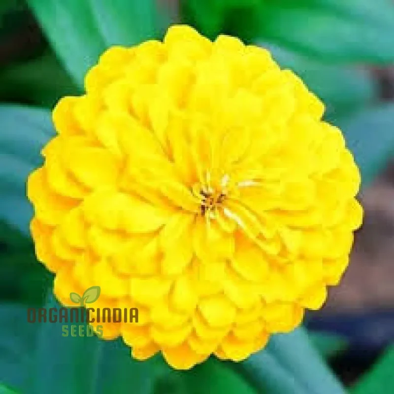 Yellow Summer Flower Mix Seeds for Planting and Gardening | Vibrant Blooms for Your Garden