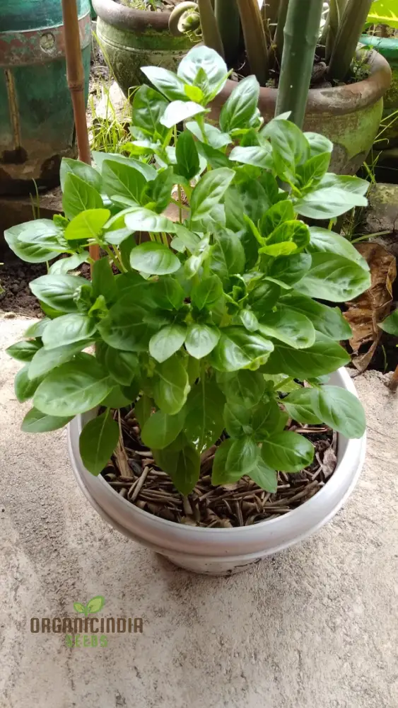 Basil Dolce Fresca Seeds – Premium Sweet Italian Basil for Home & Kitchen Gardens