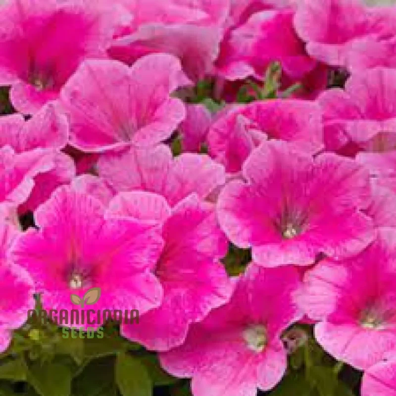 Petunia Supercascade Pink Seeds for Planting