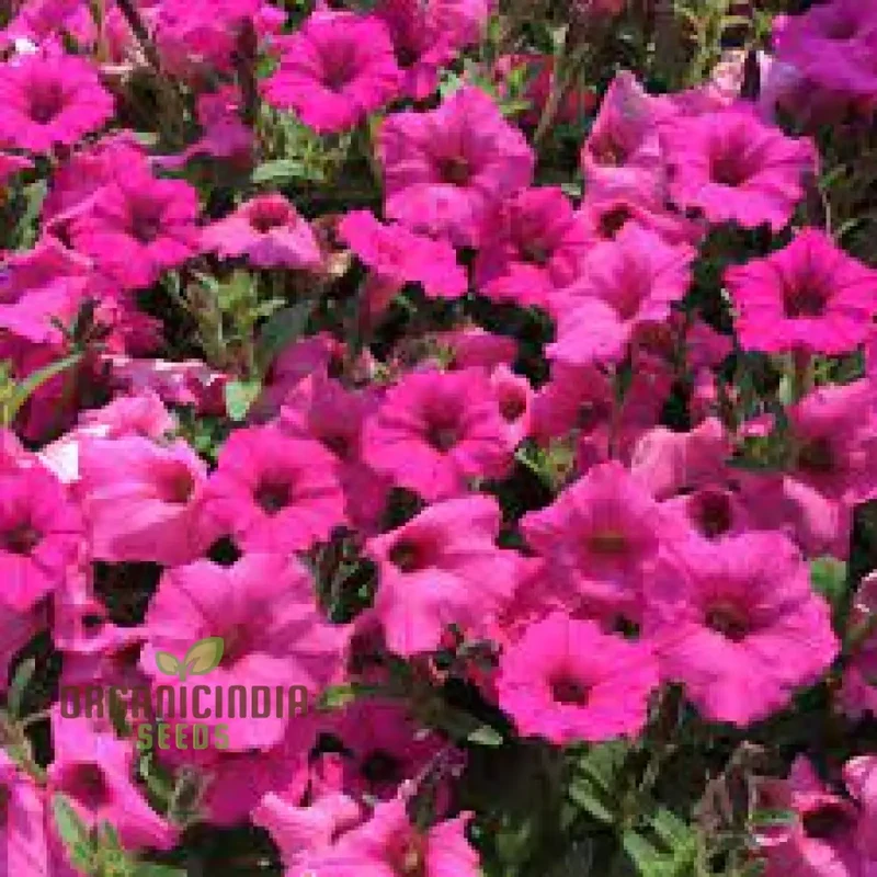 Petunia Supercascade Pink Seeds for Planting