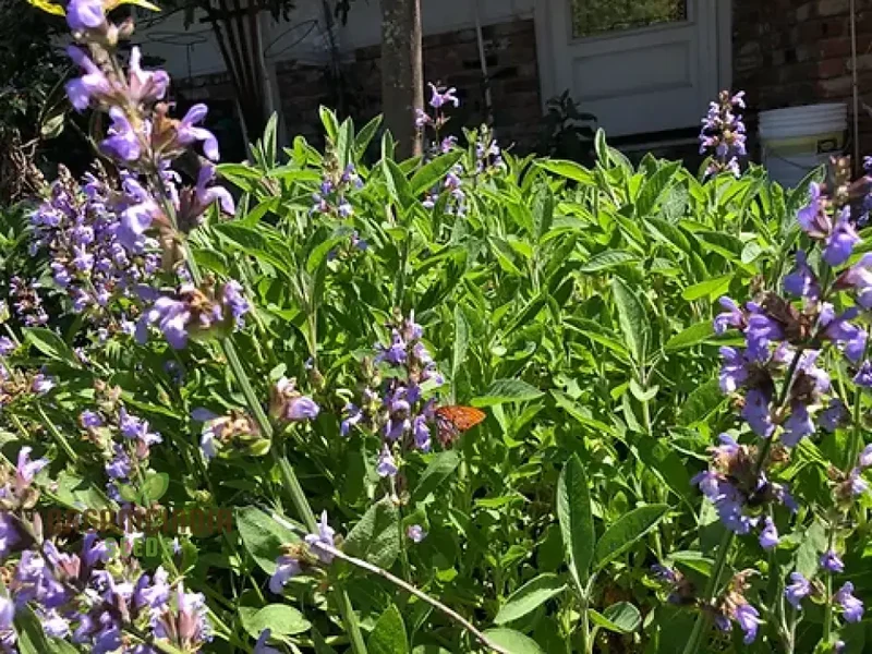 Broad Leaf Sage Seeds for Planting – Organic, Aromatic & High-Germination Herb Variety