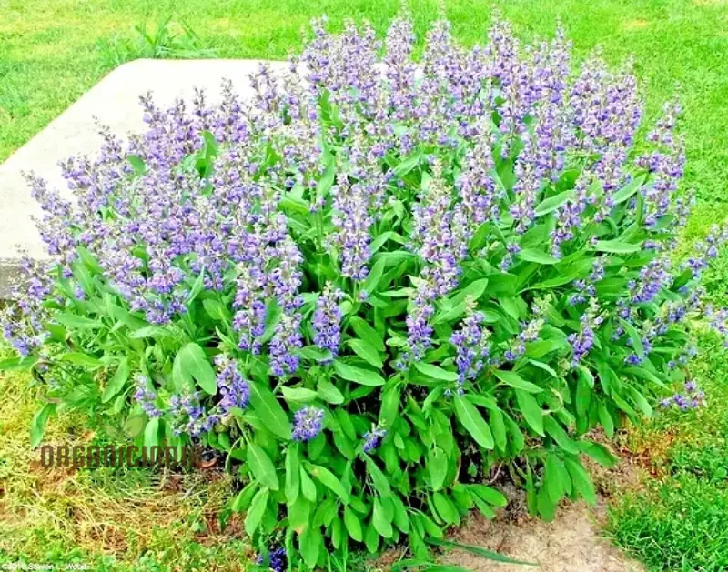 Broad Leaf Sage Seeds for Planting – Organic, Aromatic & High-Germination Herb Variety
