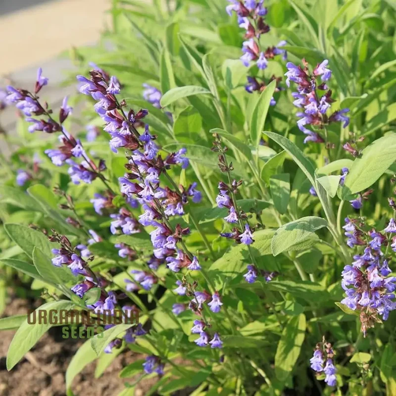 Broad Leaf Sage Seeds for Planting – Organic, Aromatic & High-Germination Herb Variety