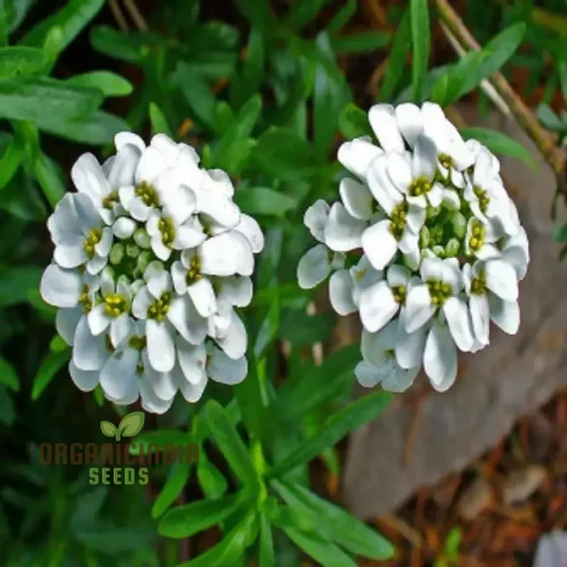 Candytuft - Iberis Amara White Flower Seeds For Planting, Perfect for Garden Borders and Floral Displays