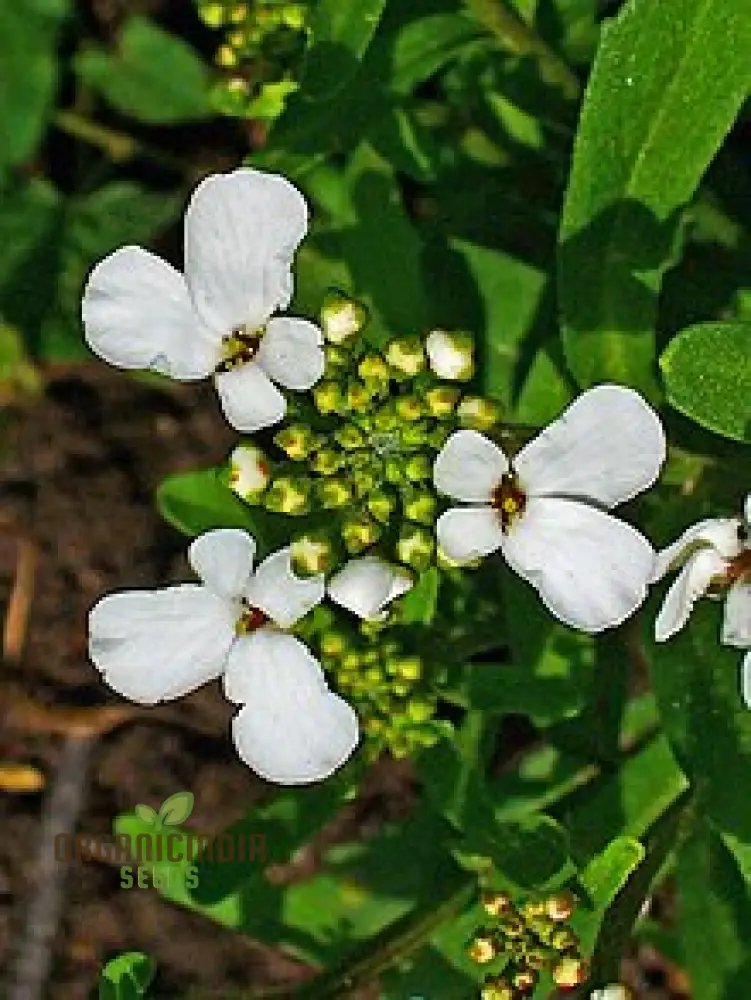 Candytuft - Iberis Amara White Flower Seeds For Planting, Perfect for Garden Borders and Floral Displays