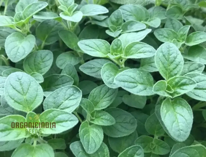 Vulgaris Seeds – Premium Quality Garden Seeds for Planting & Outdoor Growing