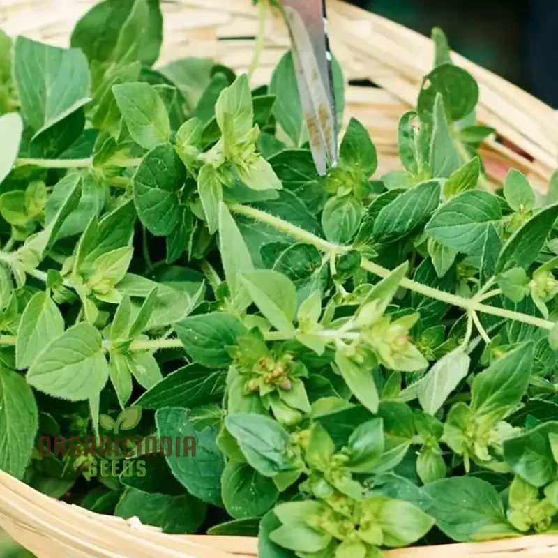 Vulgaris Seeds – Premium Quality Garden Seeds for Planting & Outdoor Growing