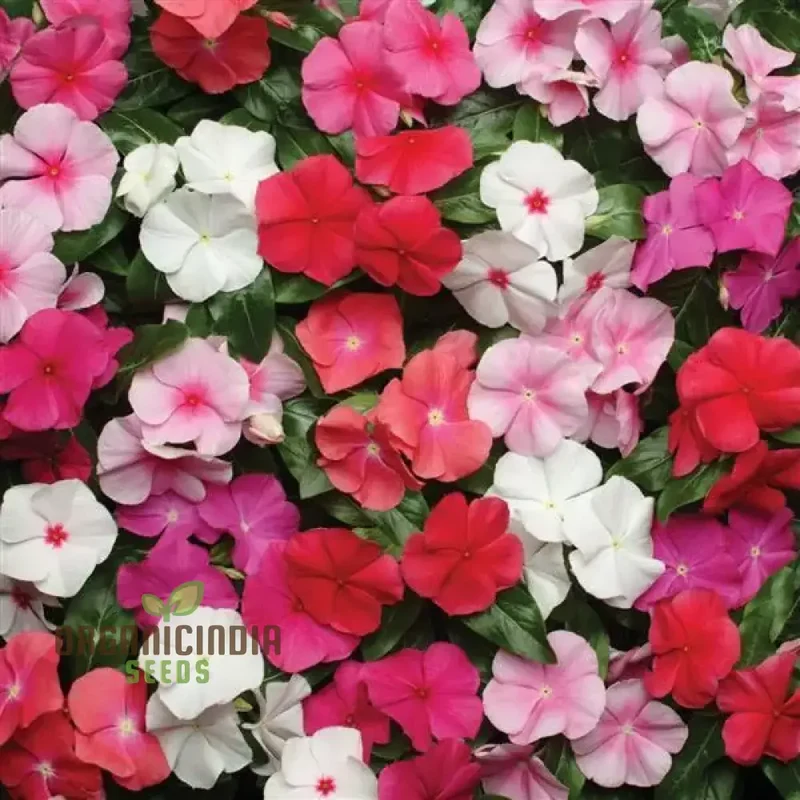 Vinca Seeds (Vinca Pacifica XP Mix Seeds) - Blue, Pink & White Blooms for Sunny Gardens