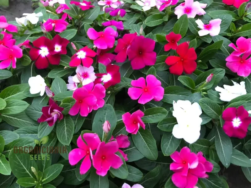 Vinca Seeds (Vinca Pacifica XP Mix Seeds) - Blue, Pink & White Blooms for Sunny Gardens