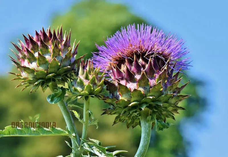 NM Herb Artichoke Green Globe Seeds for Planting and Gardening
