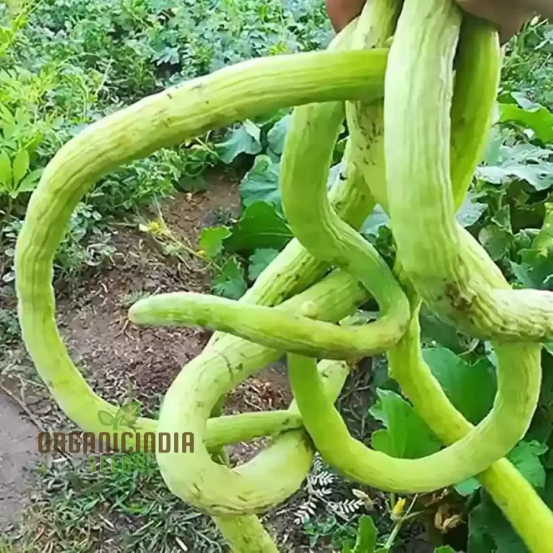 Long Melon (Tar) Vegetable Seeds For Planting, Grow Delicious Long Melons for Your Garden