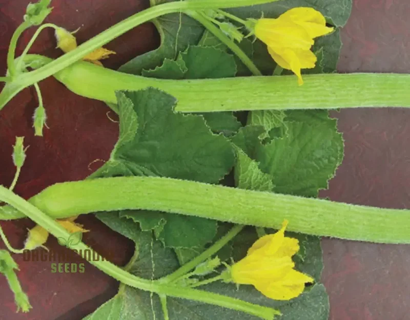 Long Melon (Tar) Vegetable Seeds For Planting, Grow Delicious Long Melons for Your Garden