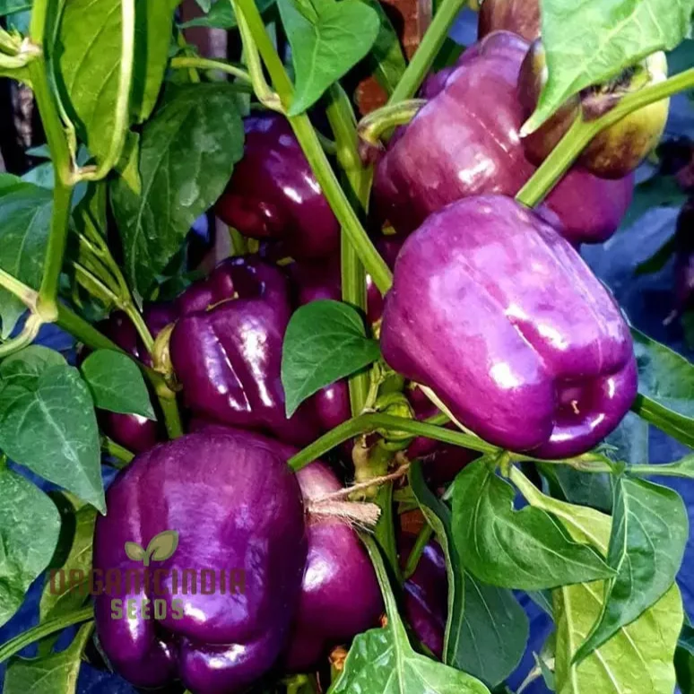 Capsicum Purple Vegetable Seeds For Planting, Grow Vibrant Purple Bell Peppers
