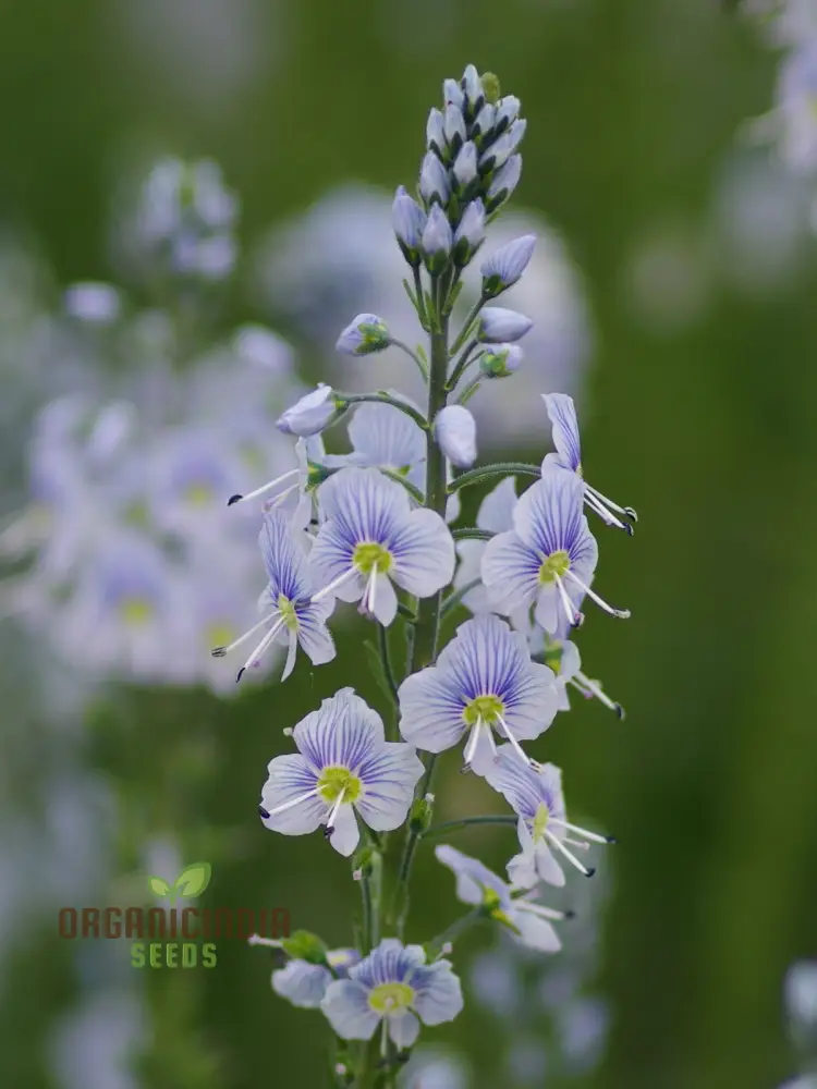Veronica Gentianoides Flower Seeds for Planting, Hardy Perennial, Elegant Spikes of Sky-Blue Blooms for Your Garden