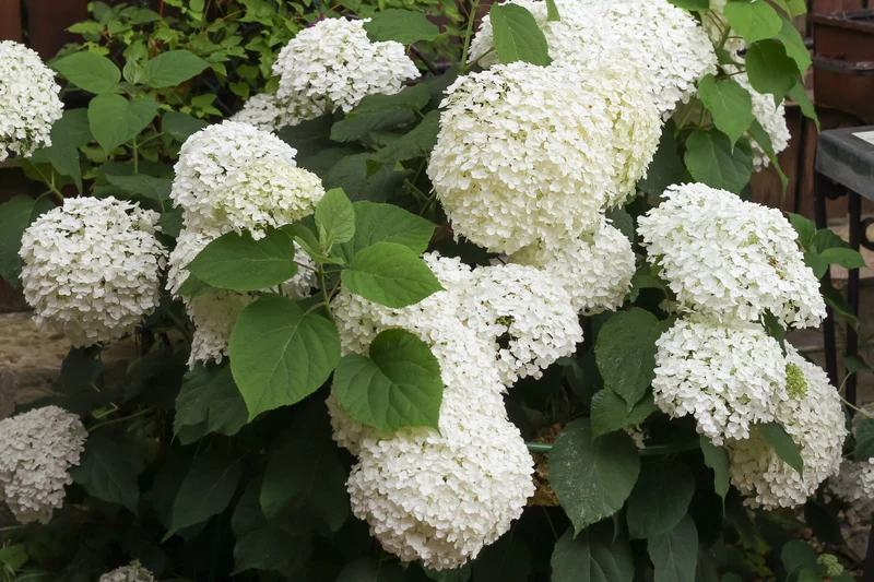 Hortensia arborescent ‘Flowerfull’ ( Hydrangea arborescens ‘Flowerfull’)