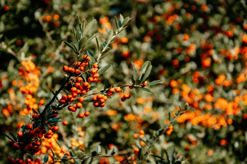 Argousier mâle ‘Lord’ ( Hippophae rhamnoides ‘Lord’)