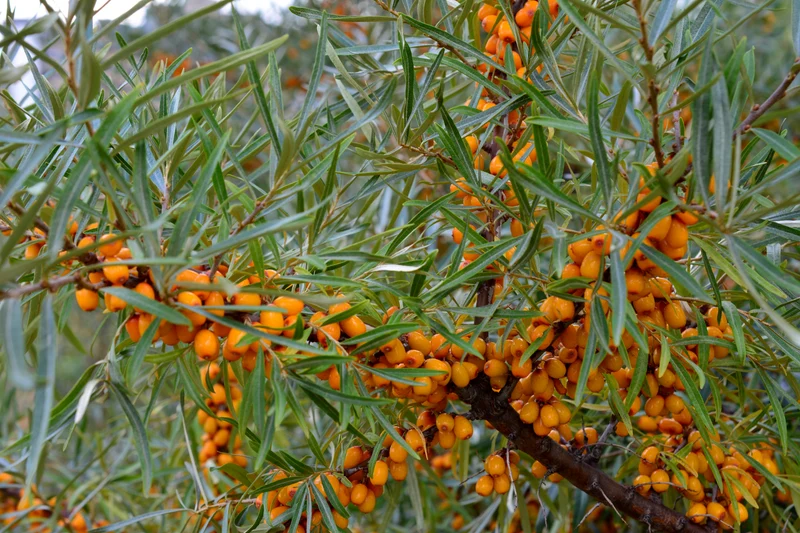 Argousier ‘Friesdorfer Orange’ ( Hippophae rhamnoides ‘Friesdorfer Orange’)