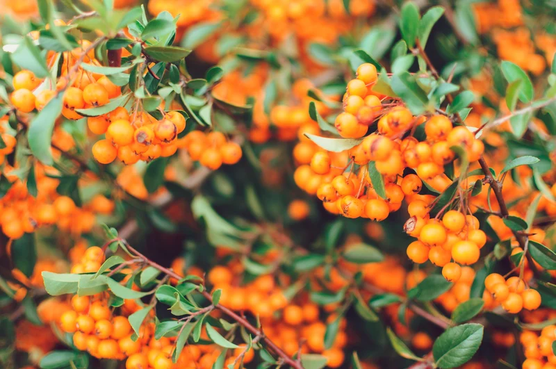 Argousier ‘Altaiskaya’ ( Hippophae rhamnoides ‘Altaiskaya’)