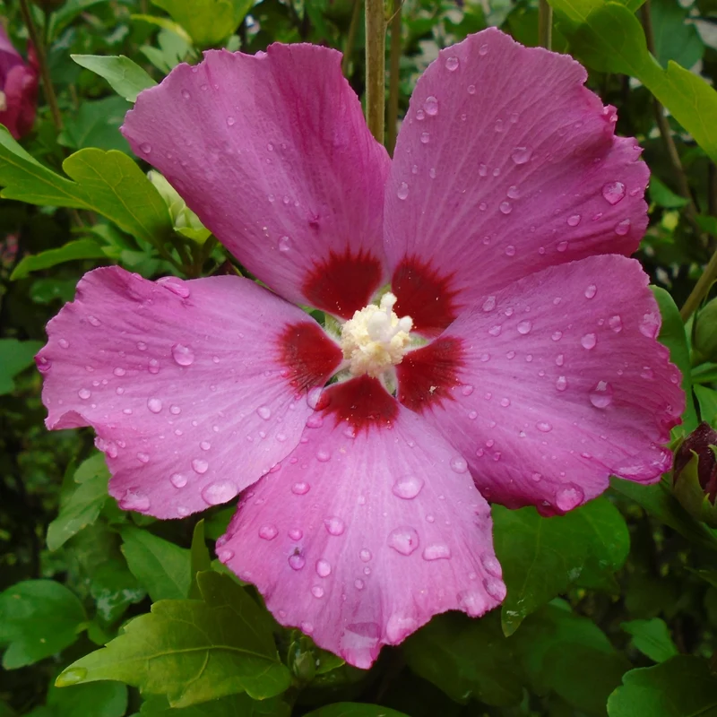 Hibiscus de Syrie ‘Woodbridge’ ( Hibiscus syriacus ‘Woodbridge’)