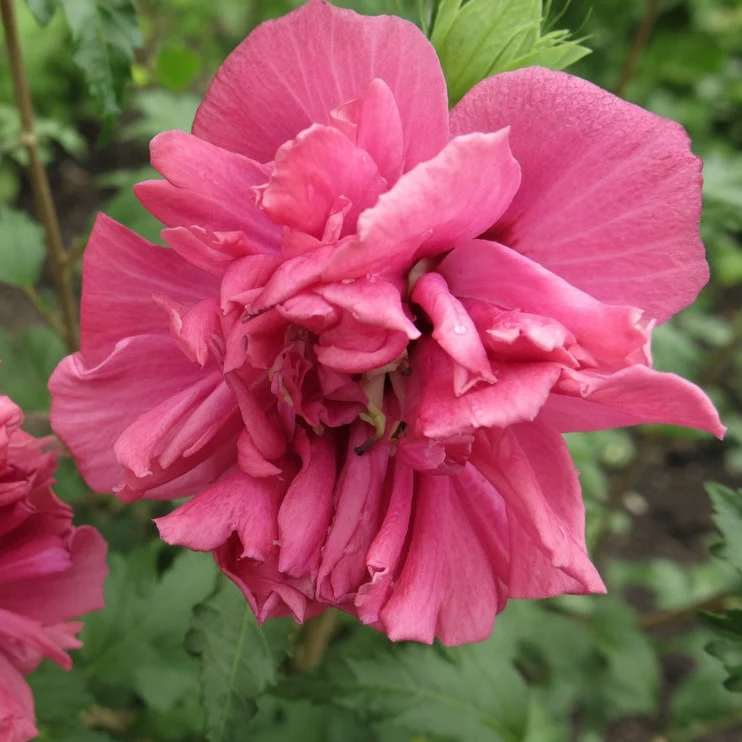 Hibiscus de Syrie ‘French Cabaret Red’ ( Hibiscus syriacus ‘French Cabaret Red’)