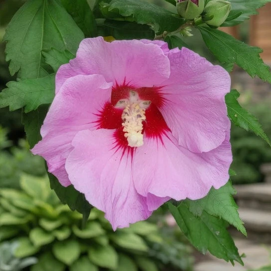 Hibiscus de Syrie ‘Aphrodite’ ( Hibiscus syriacus ‘Aphrodite’)