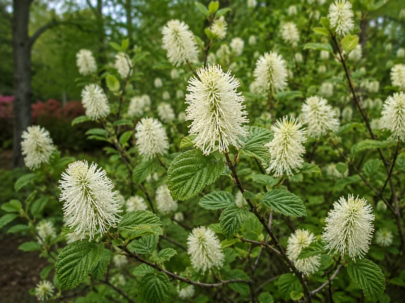 Fothergilla ‘Mount Airy’ ( Fothergilla gardenii ‘Mount Airy’)