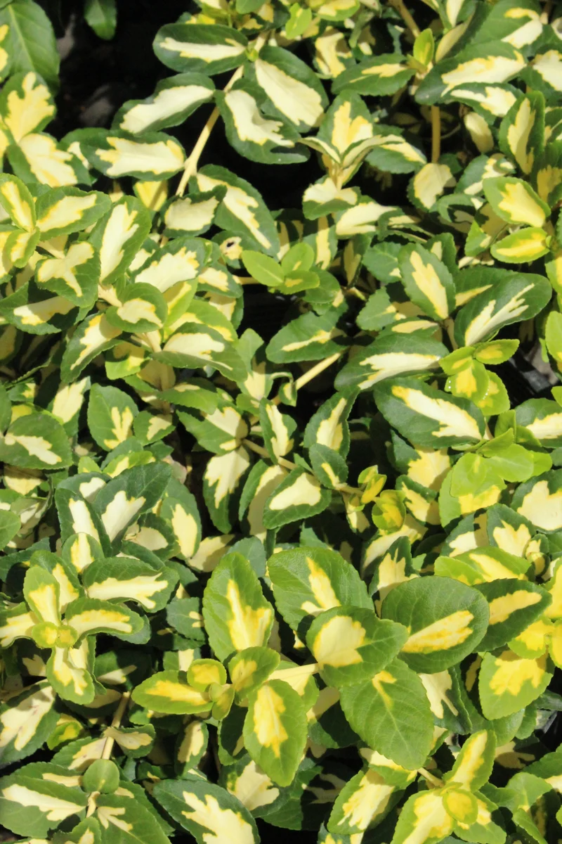 Fusain rampant ‘Moonshadow’ ( Euonymus fortunei ‘Moonshadow’)