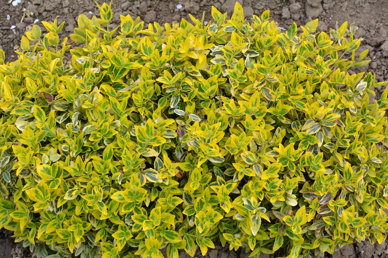 Fusain rampant ‘Lemon Lime’ ( Euonymus fortunei ‘Lemon Lime’)
