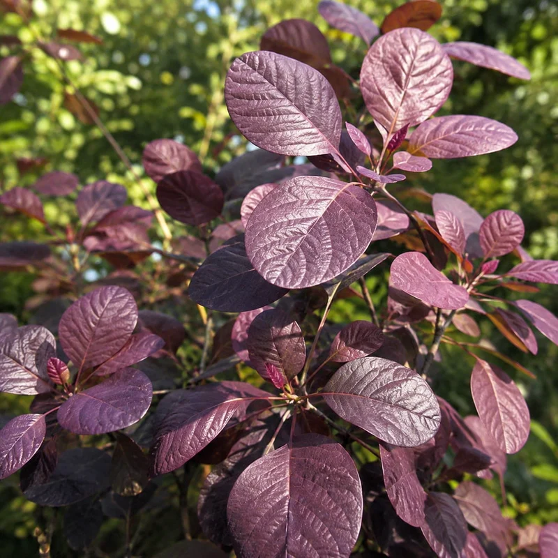 Arbre à perruques ‘Velveteeny’ ( Cotinus coggygria ‘Velveteeny’)