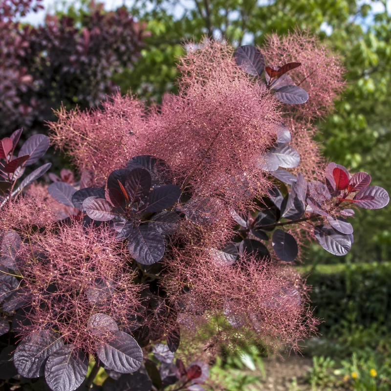 Arbre à perruques ‘Velveteeny’ ( Cotinus coggygria ‘Velveteeny’)