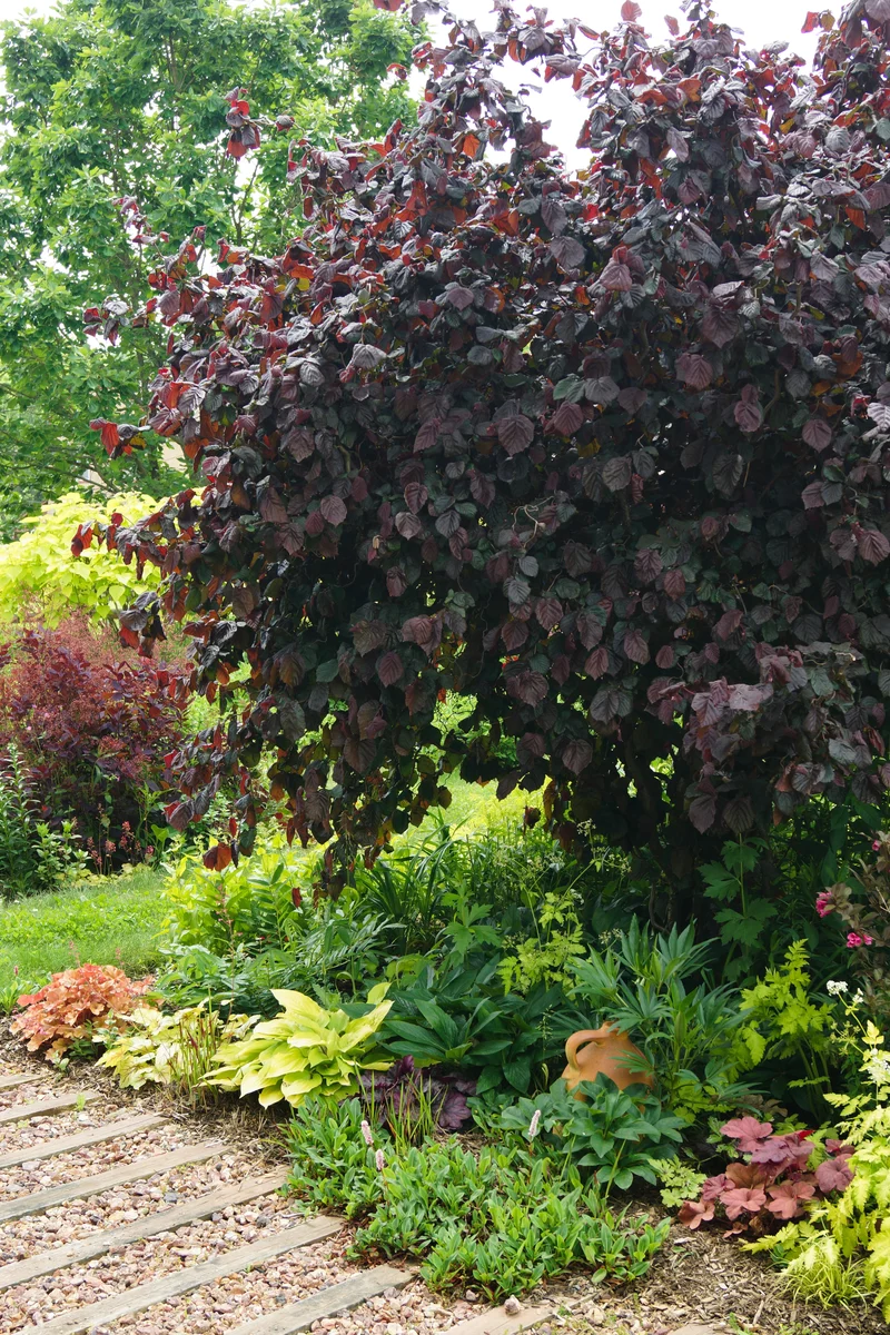 Noisetier tortueux pourpre ‘Red Majestic’ ( Corylus avellana ‘Red Majestic’)