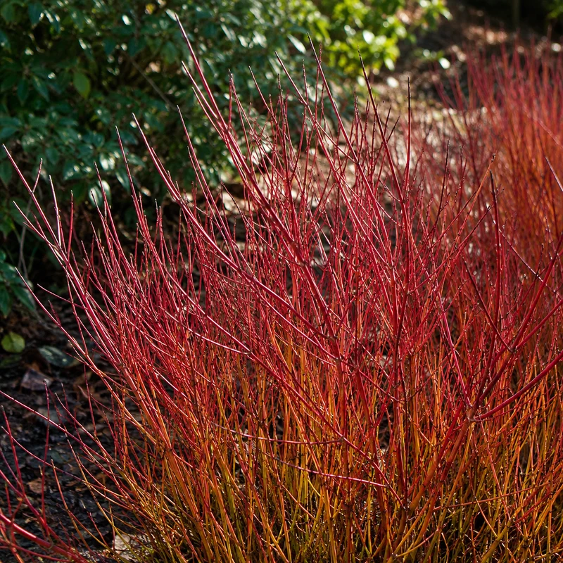 Cornouiller stolonifère nain ‘Kelsey's Dwarf’ ( Cornus sericea ‘Kelsey's Dwarf’)