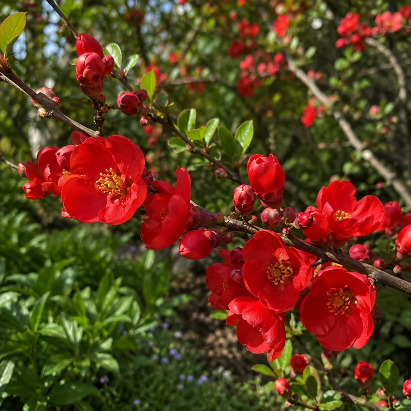 Cognassier du Japon ‘Fire Dance’ ( Chaenomeles × superba ‘Fire Dance’)