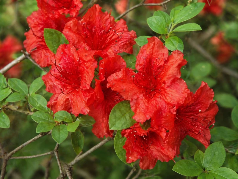 Azalée ‘Girard's Hot Shot’ ( Rhododendron ‘Girard's Hot Shot’)