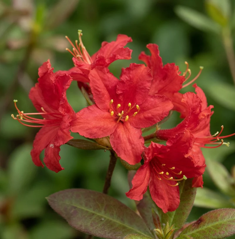 Azalée ‘Mollala Red’ ( Rhododendron ‘Mollala Red’)