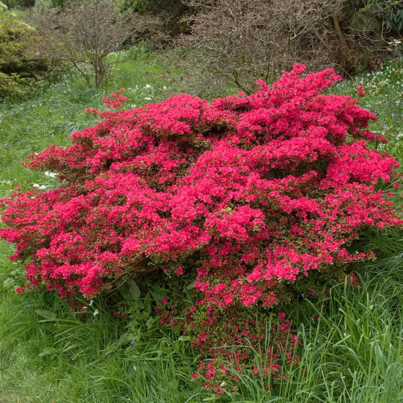 Azalée ‘Hino-Crimson’ ( Rhododendron ‘Hino-Crimson’)