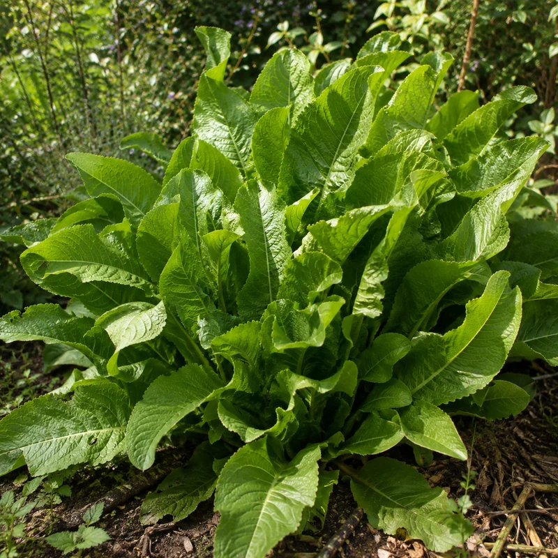Raifort ( Armoracia rusticana )