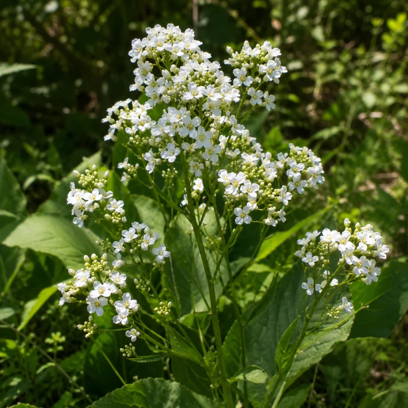 Raifort ( Armoracia rusticana )