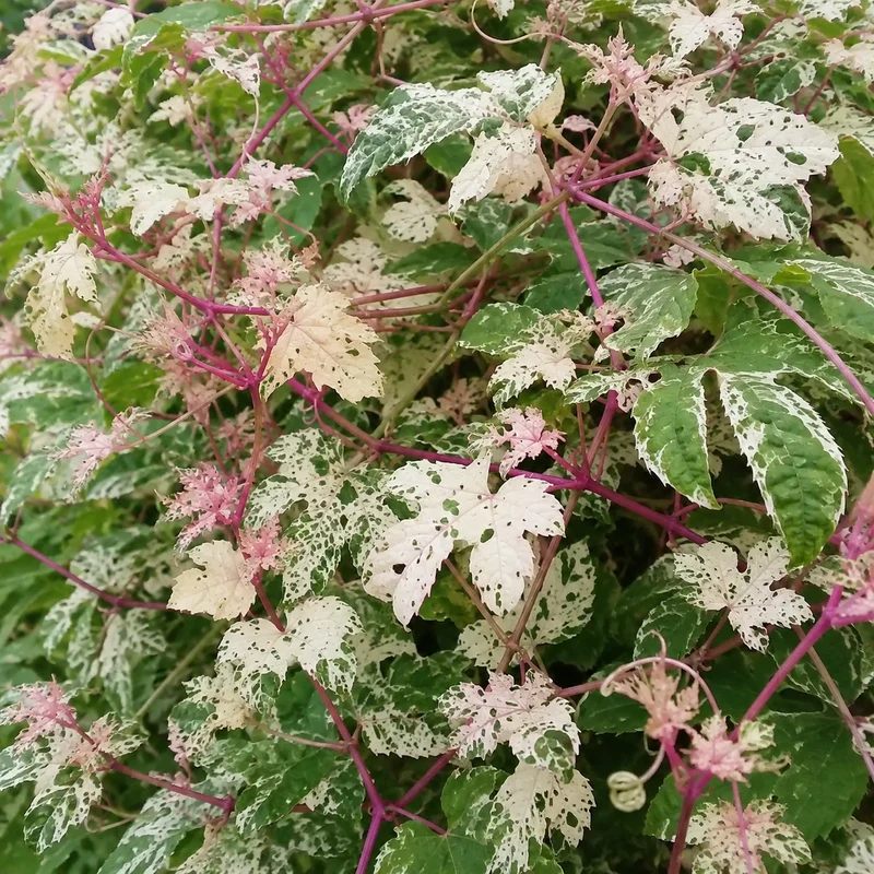 Vigne vierge panachée ‘Elegans’ ( Ampelopsis brevipedunculata ‘Elegans’)
