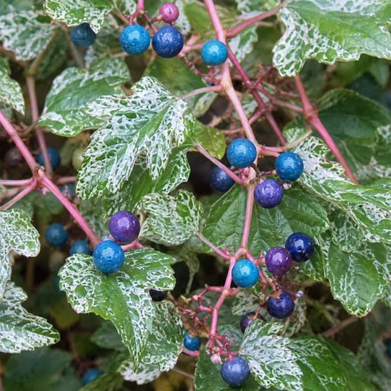 Vigne vierge panachée ‘Elegans’ ( Ampelopsis brevipedunculata ‘Elegans’)