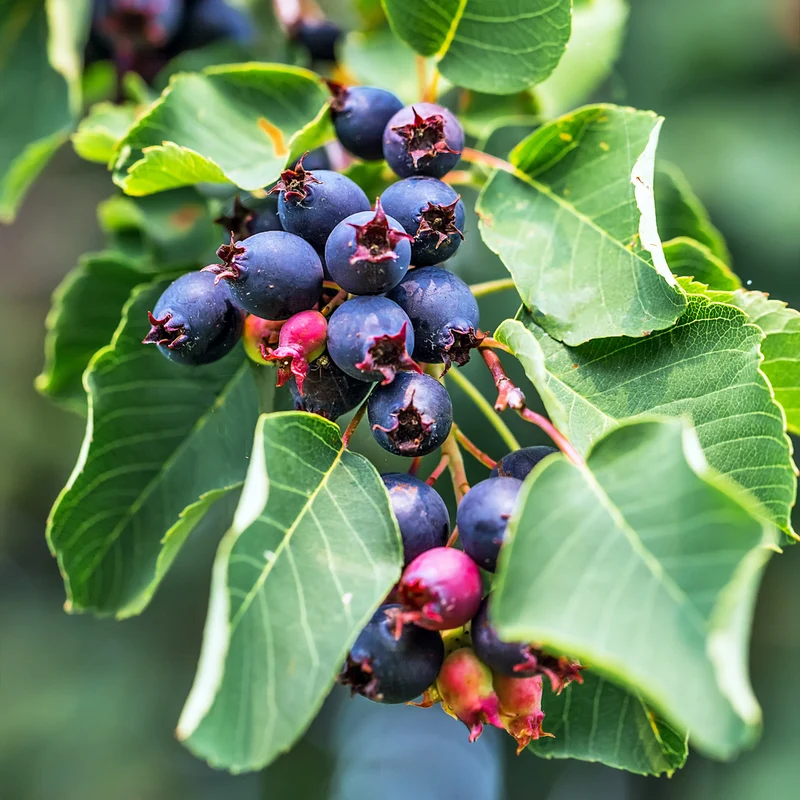 Petit poirier des haies ‘Martin’ ( Amelanchier alnifolia ‘Martin’)