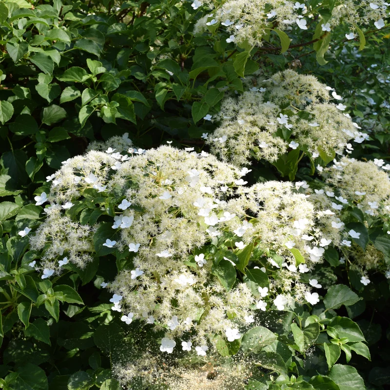 Hortensia grimpant ( Hydrangea anomala subsp. petiolaris )