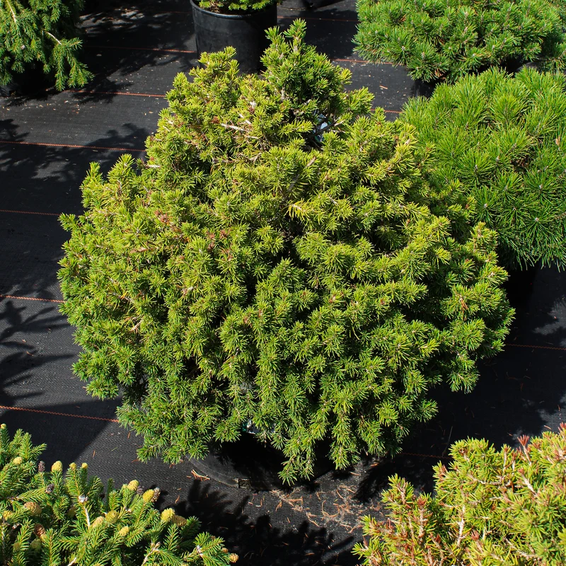 Épinette de Norvège ‘Tompa’ ( Picea abies ‘Tompa’)