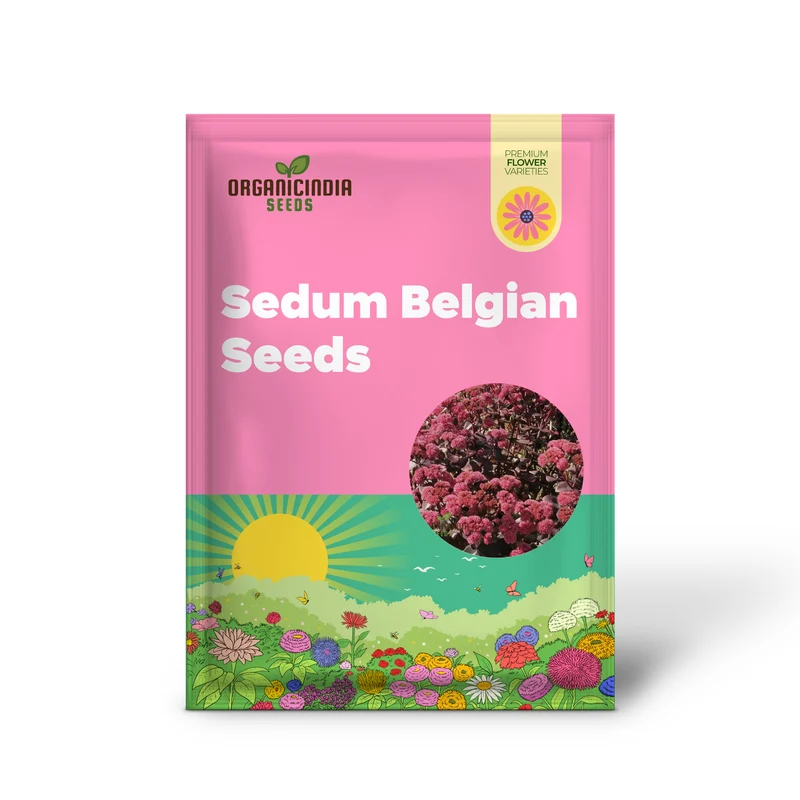 Rare Sedum Belgian Chocolate Seeds for Gardening Enthusiasts - Hardy Succulent Plant Seeds for Outdoor Gardens and Containers