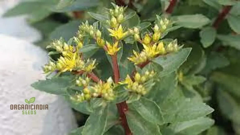 Sedum Aizoon Seeds for Planting