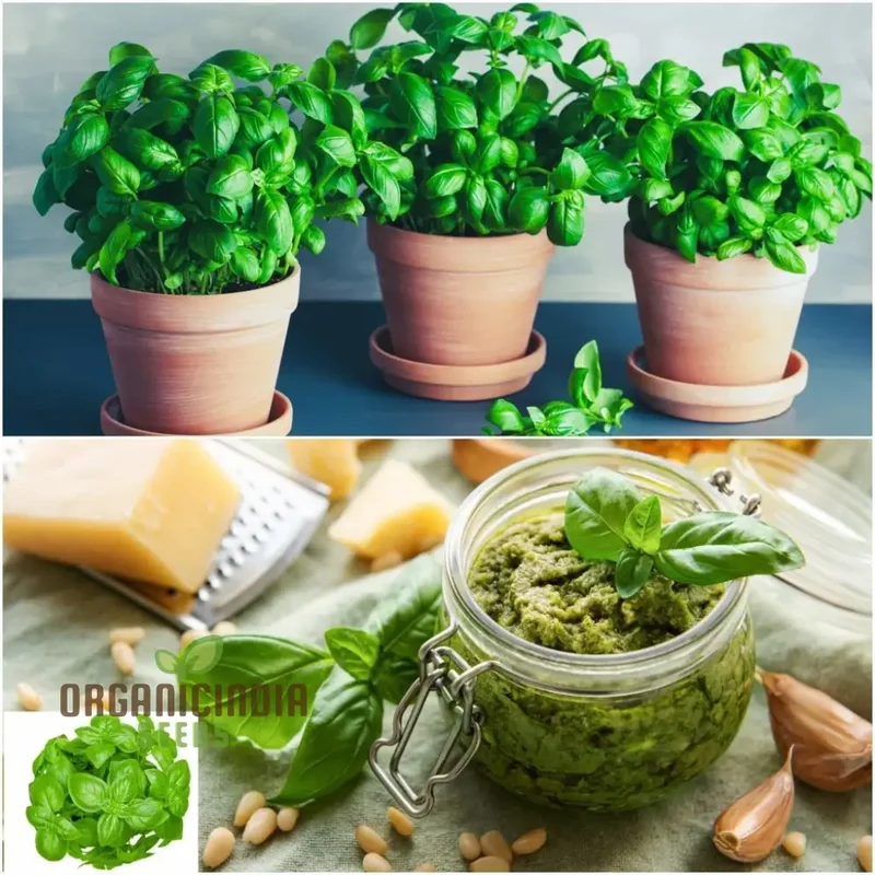Culinary Seeds – Premium Quality Herb & Vegetable Seeds for Home & Garden Enthusiasts