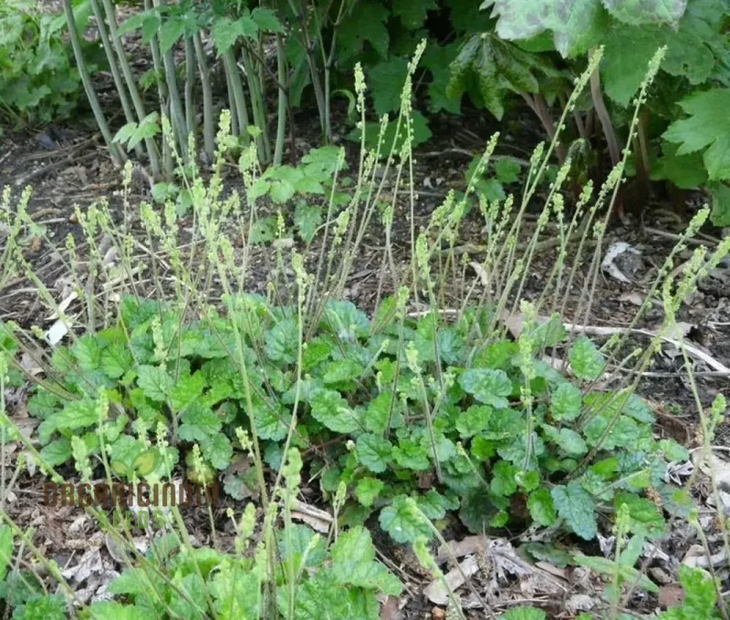 Mitella Breweri Flower Seeds for Planting, Perfect for Gardening Enthusiasts, Premium Quality Seeds for Stunning