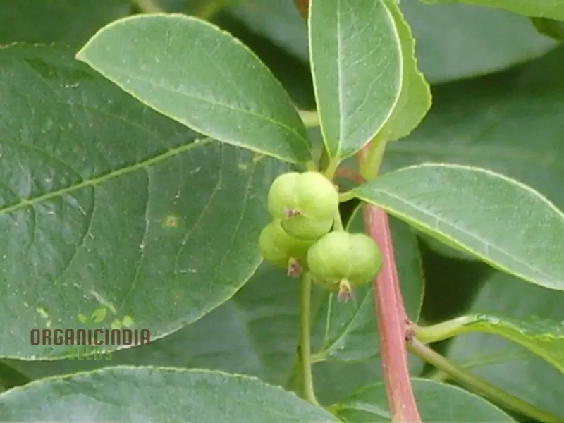 Securinega Suffruticosa Seeds for Gardening | Buy Organic Securinega Suffruticosa Seeds Online | Perfect for Home Gardens and Landscaping